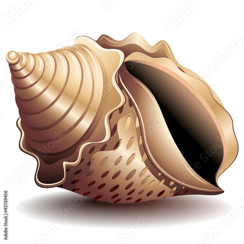 Conchiglia-Seashell-Vector photo