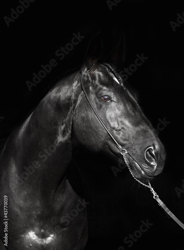 portrait of amazing black horse on dark background