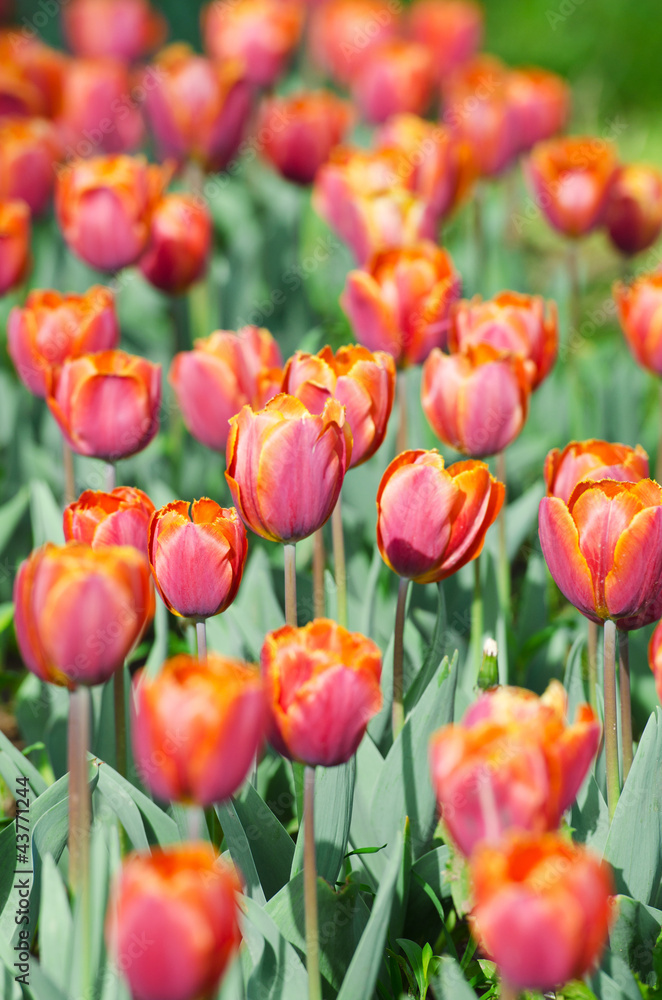 Garden with tulip flowers in summer Garden with tulip flowers in summer