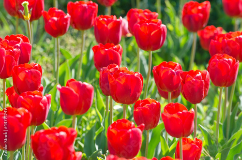 Fototapeta Naklejka Na Ścianę i Meble -  Garden with tulip flowers in summer