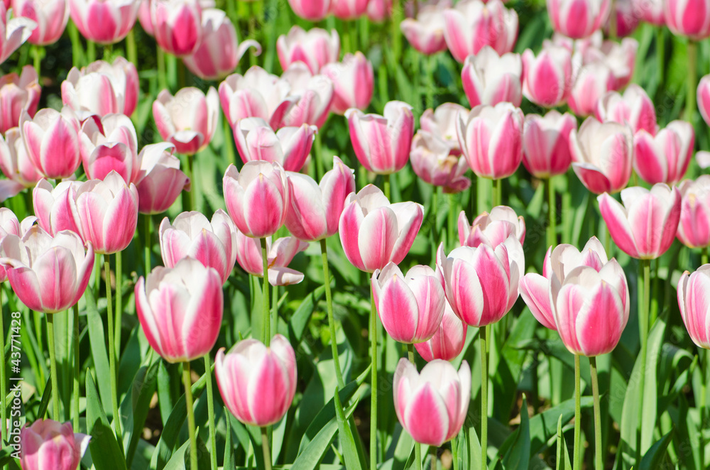 Garden with tulip flowers in summer Garden with tulip flowers in summer