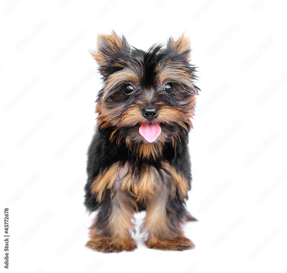 Yorkshire Terrier (2 months) in front of a white background Yorkshire Terrier (2 months) in front of a white background