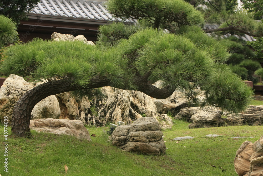 Obraz premium Leaning bonsai tree, Chi Lin Nunnery, Hong Kong