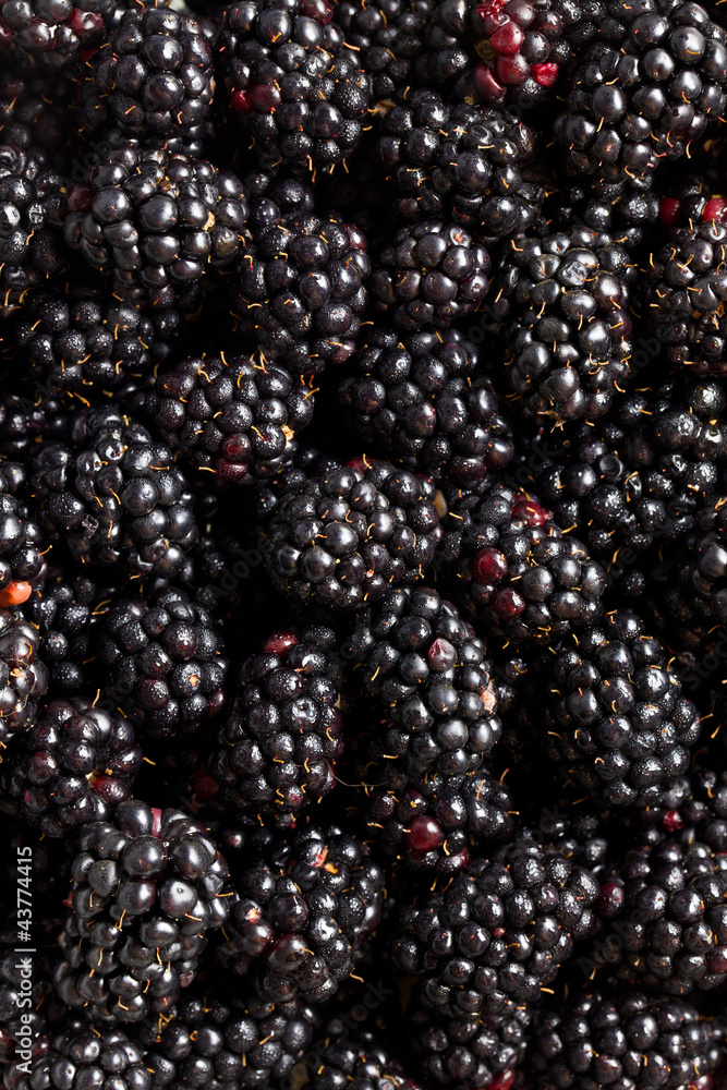 a lot of blackberries a lot of blackberries