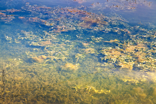 pond overgrown with weeds