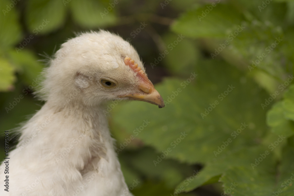 Junges Huhn Junges Huhn