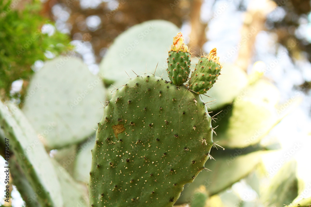 Exotic plants: close-up of a prickly cactus Exotic plants: close-up of a prickly cactus