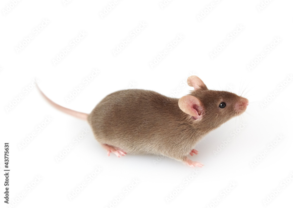 Grey mouse isolated on white background Grey mouse isolated on white background