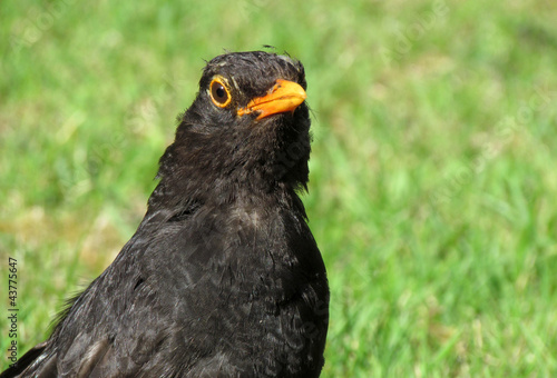 Close up of a British blackbird on a grass lawn