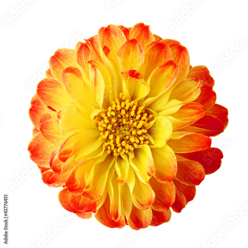 sweet flower on white isolated background