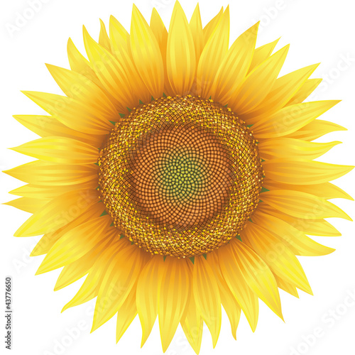 Flower of sunflower, isolated on white, vector