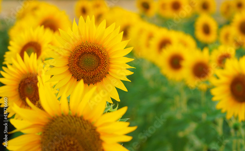 Beautiful Sunflowers in the field blured in the background