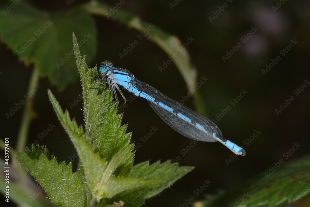 Blue dragonfly on stinging nettles Blue dragonfly on stinging nettles