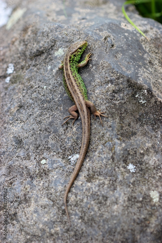 Naklejka premium Zauneidechse auf Stein