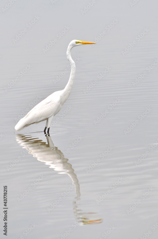 Great white egret Great white egret