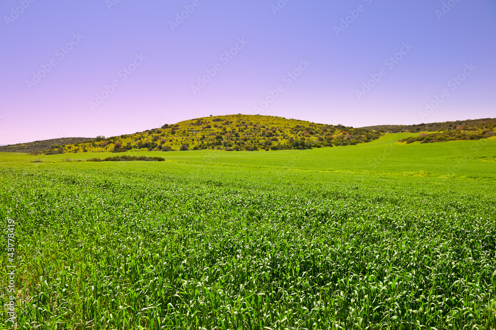 Naklejka premium Green Field
