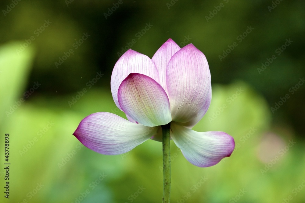 blooming lotus blooming lotus
