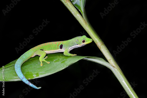 peacock day gecko, phelsuma quadriocellata