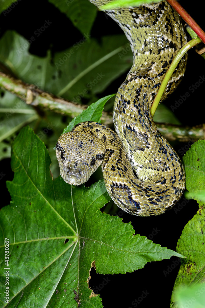 Fototapeta premium madagascar tree boa, ranomafana, madagascar