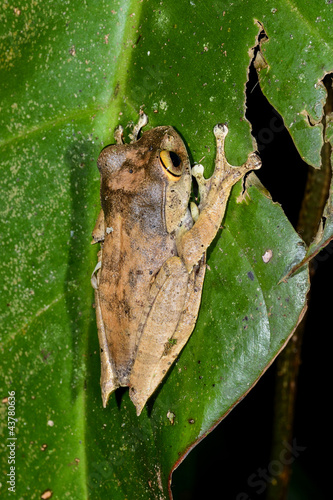 boophis madagascariensis, ranomafana photo