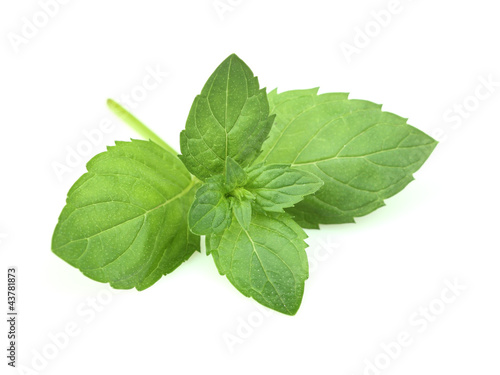 Fresh twig of mint