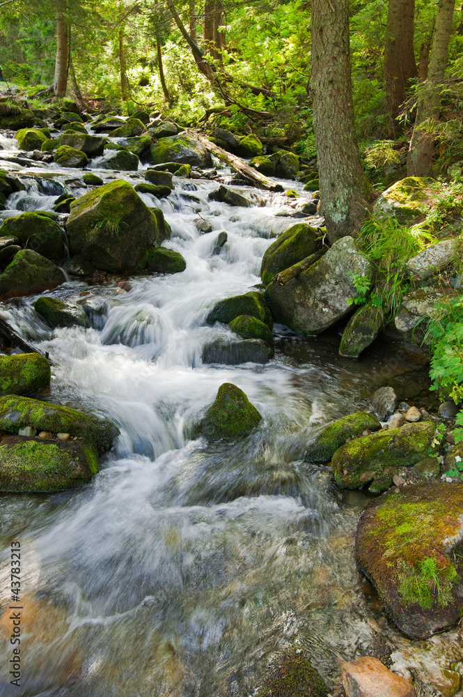 Mountain river flowing at summer forest landscape Mountain river flowing at summer forest landscape