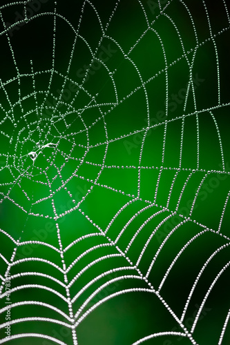 Morning dew. Shining water drops on spiderweb over green forest
