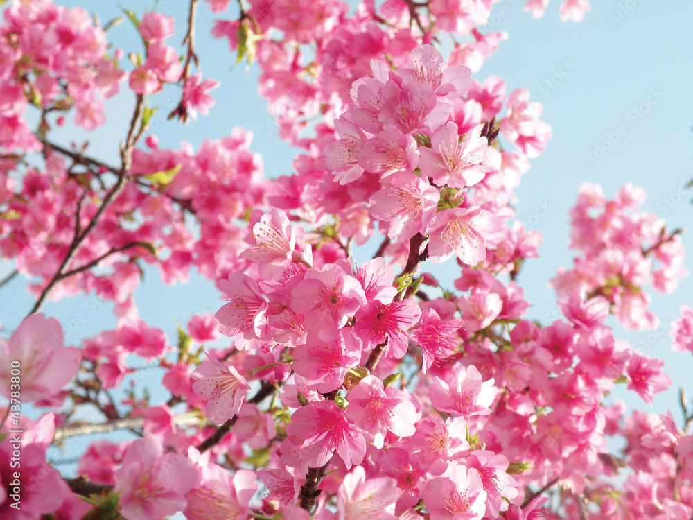 桜と空