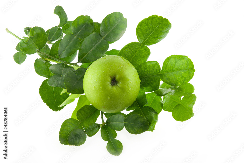 Obraz premium fresh Kaffir lime leaves and green apple fruit isolated on whit