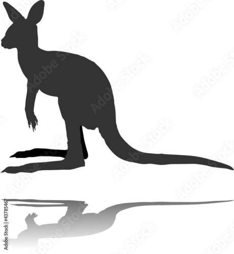 Kangaroo