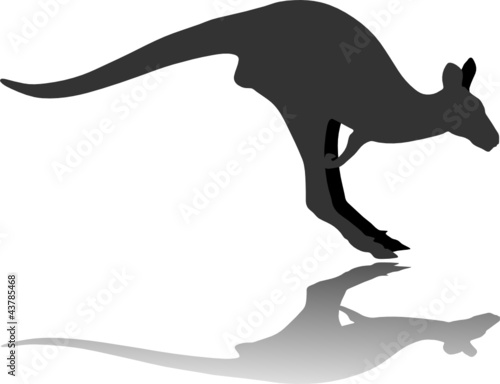 Kangaroo