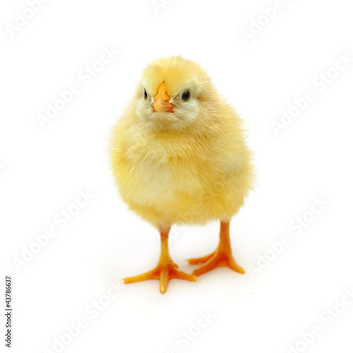 Chicken - baby bird