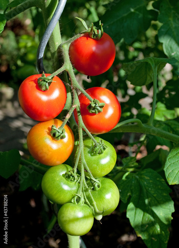 Tomaten - Solanum lycopersicum