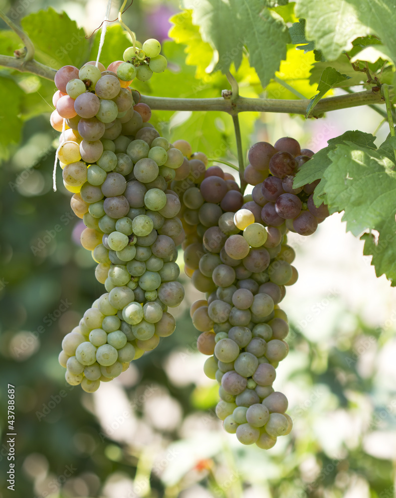 Green grapes ripen detail
