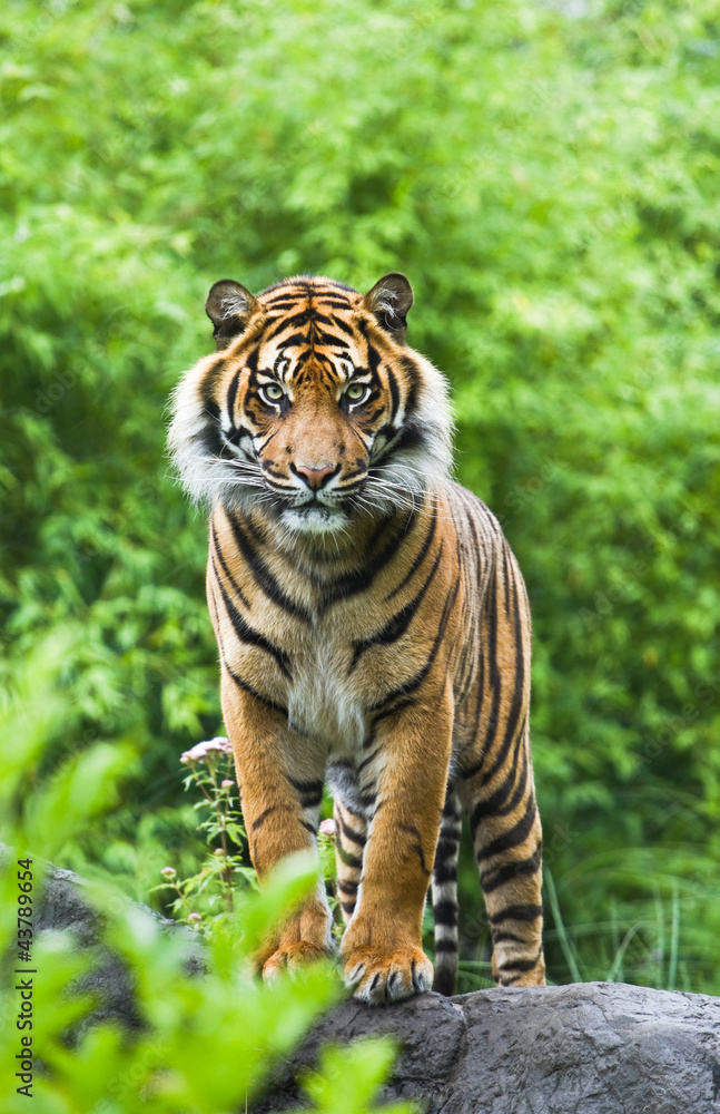 Naklejka premium Tygrys azjatycki lub bengalski z tłem krzewów bambusa