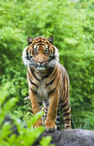 Asian- or Bengal tiger with bamboo bushes background
