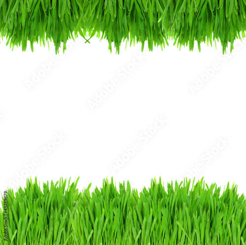 green grass border
