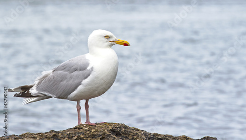 Seagull sitting on rock