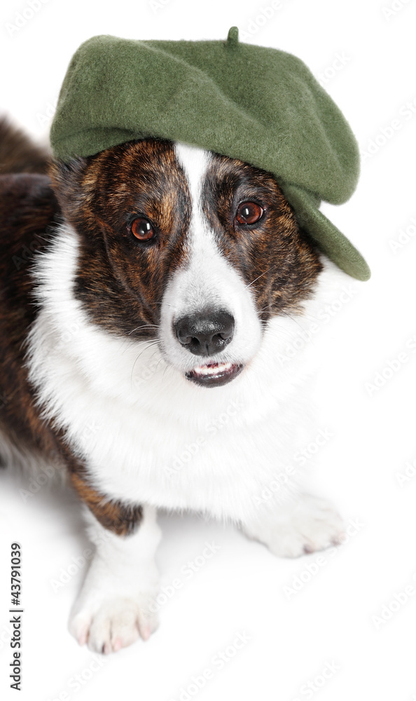 Welsh corgi pembroke in studio Welsh corgi pembroke in studio