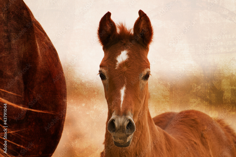 An Arabian Foal in Desert