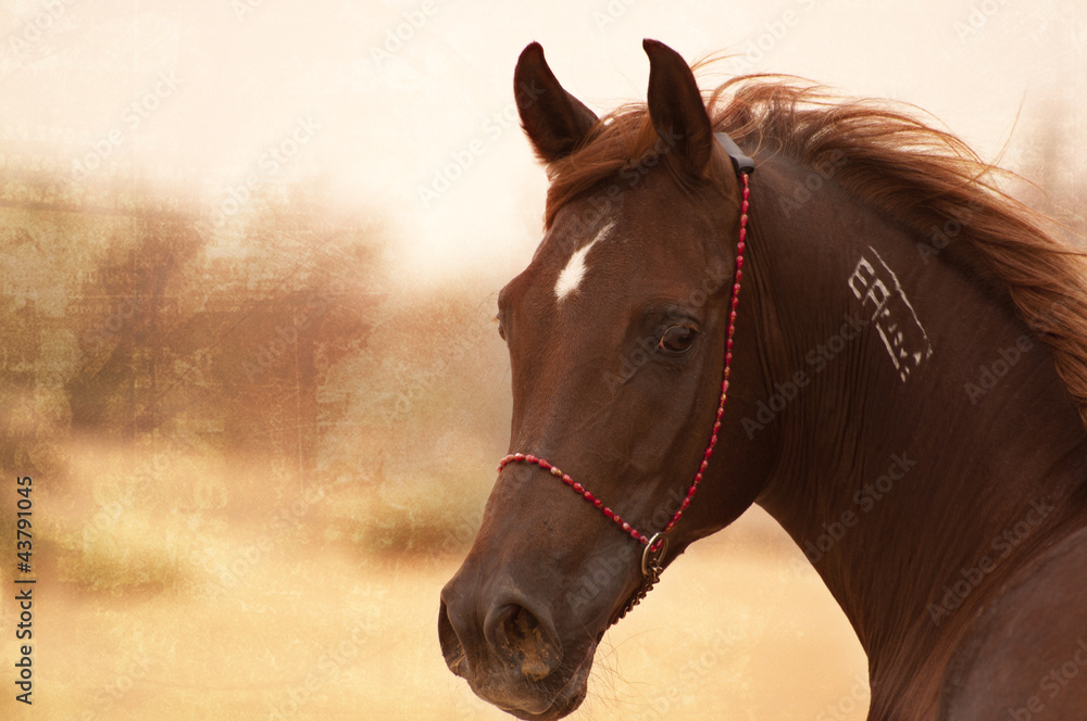 Chestnut Arabian on a pasture