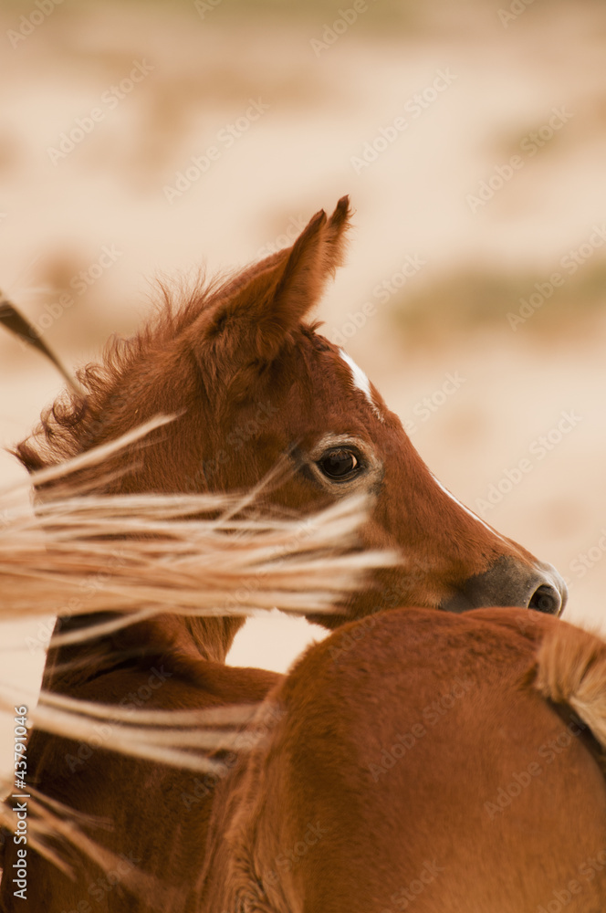 An Arabian Foal in Desert