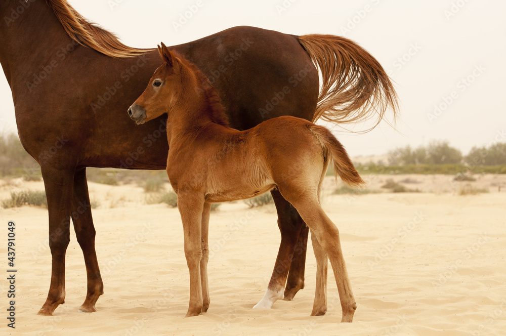 Arabian Mare and foal in desert