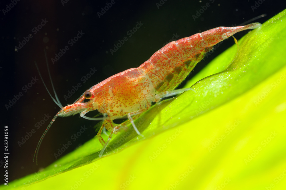 Red cherry shrimp on the cryptocoryne Red cherry shrimp on the cryptocoryne