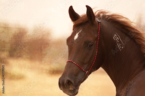 Obraz na płótnie Chestnut Arabian on a pasture w salonie