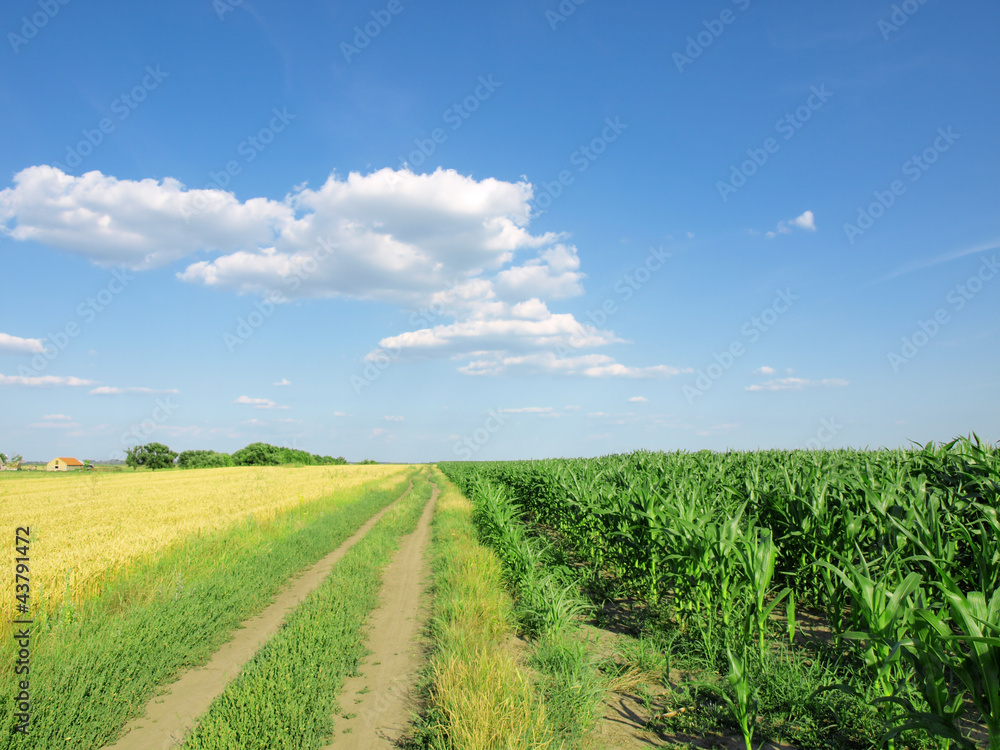 wheat field and corn wheat field and corn