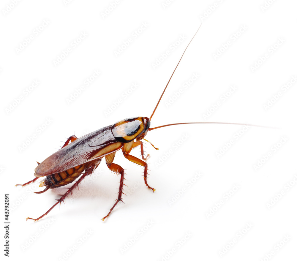 Cockroach StockFoto Adobe Stock