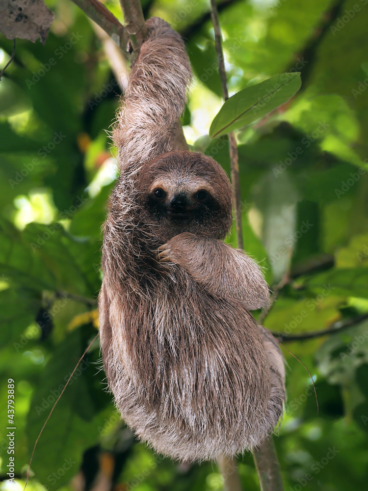 Young three toed sloth hanging from a branch, Panama, Central America Young three toed sloth hanging from a branch, Panama, Central America