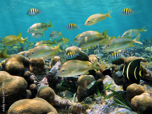 School of tropical fish in a shallow coral reef of the Caribbean sea #43793880