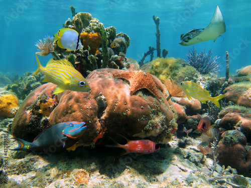 Coral reef with a starfish, a spotted eagle ray and colorful tropical fish, Caribbean sea #43793885